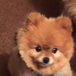 Meet your Posher, Sue